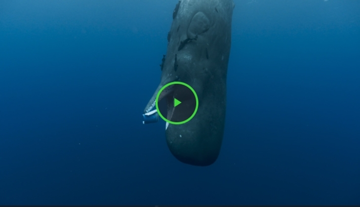 Descargar..! Las guardianas del planeta (2023) Película Completa Online Latino HD logo